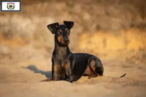 Read more about the article Manchester Terrier Breeders and Puppies in West Virginia