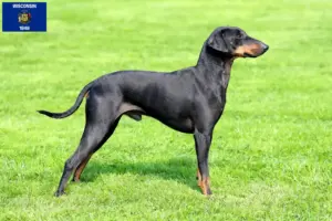 Read more about the article Manchester Terrier Breeders and Puppies in Wisconsin