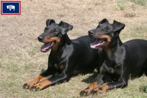 Read more about the article Manchester Terrier Breeders and Puppies in Wyoming
