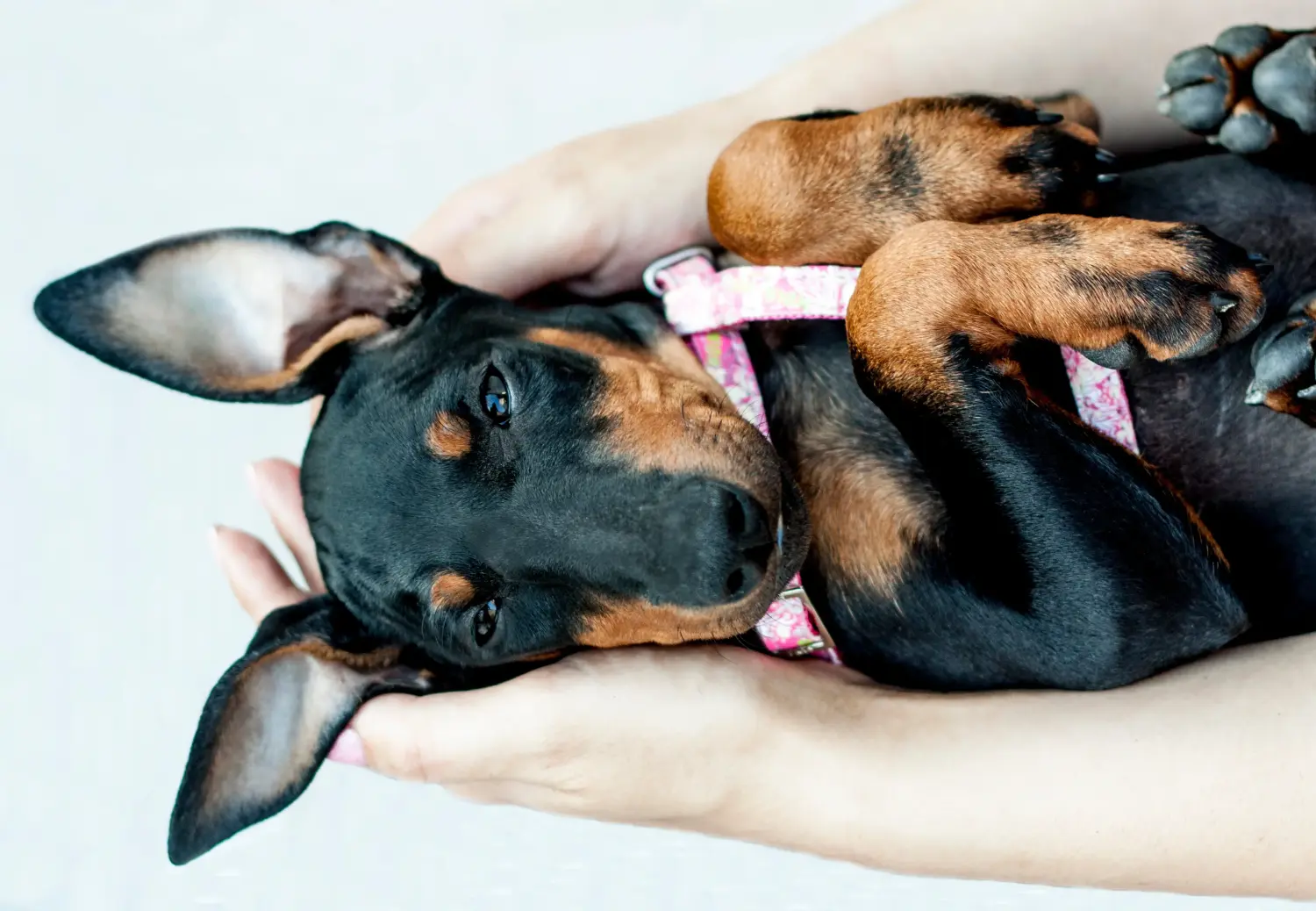 Buying a Manchester Terrier puppy means taking responsibility! Buy Manchester Terrier puppies.