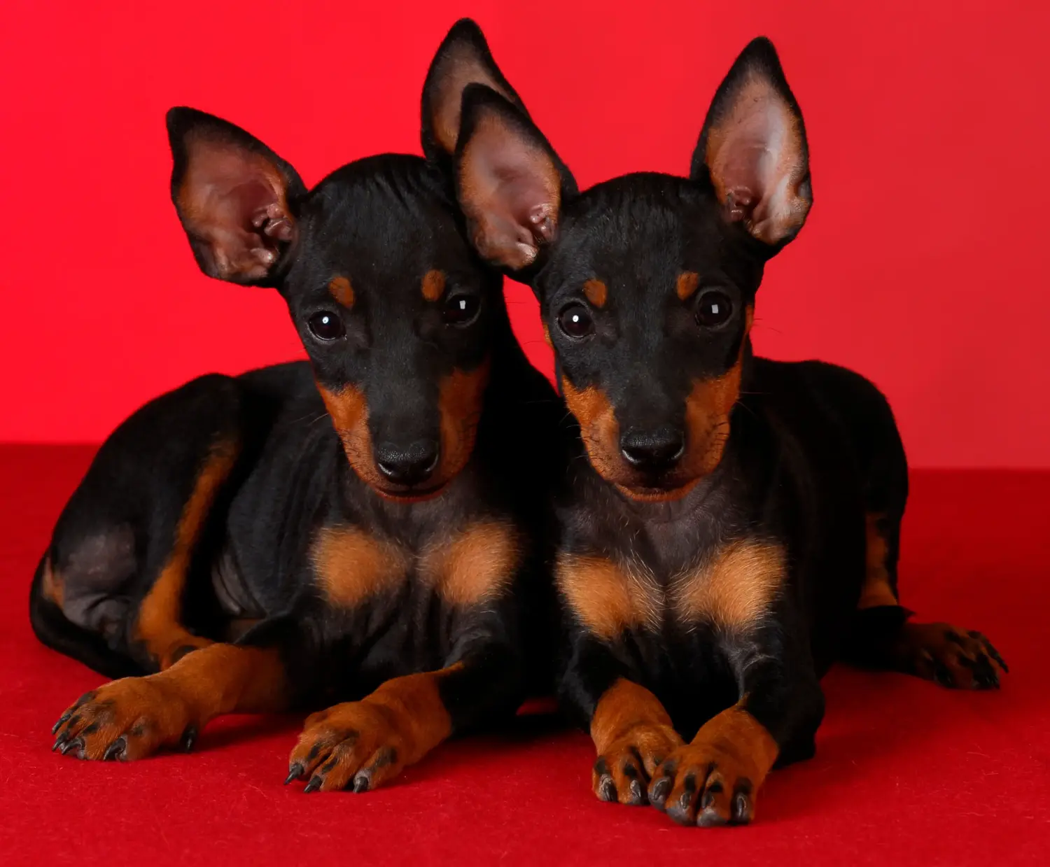 Buying a Manchester Terrier puppy means taking responsibility! Buy Manchester Terrier puppies.