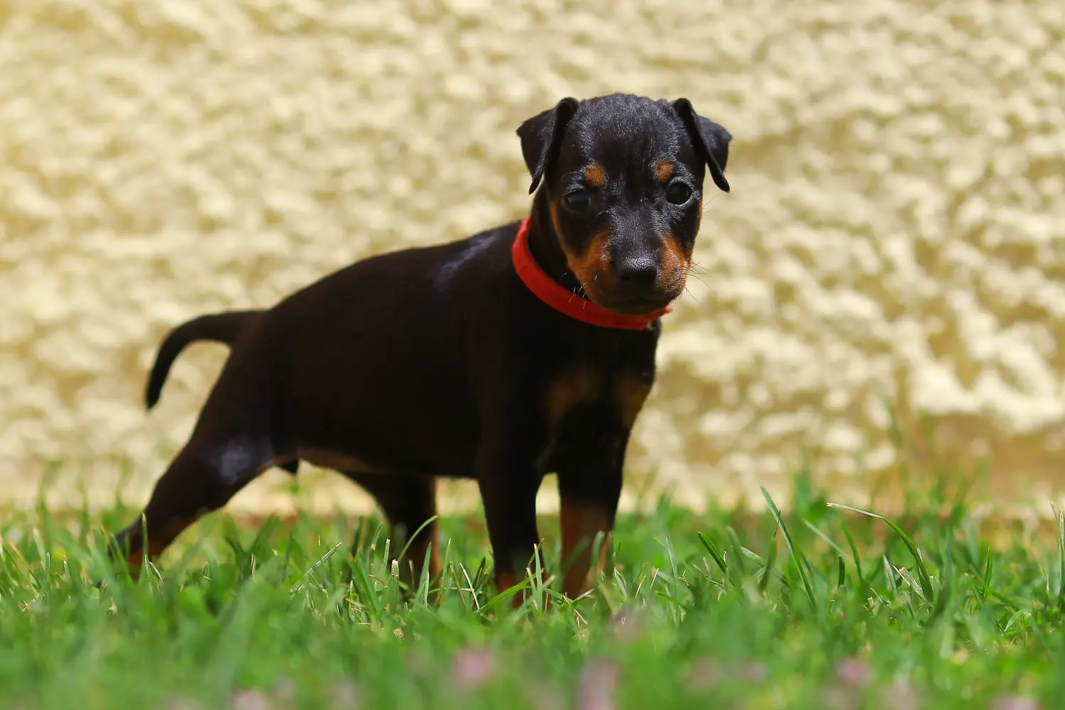 Buying a Manchester Terrier puppy means taking responsibility! Buy Manchester Terrier puppies.