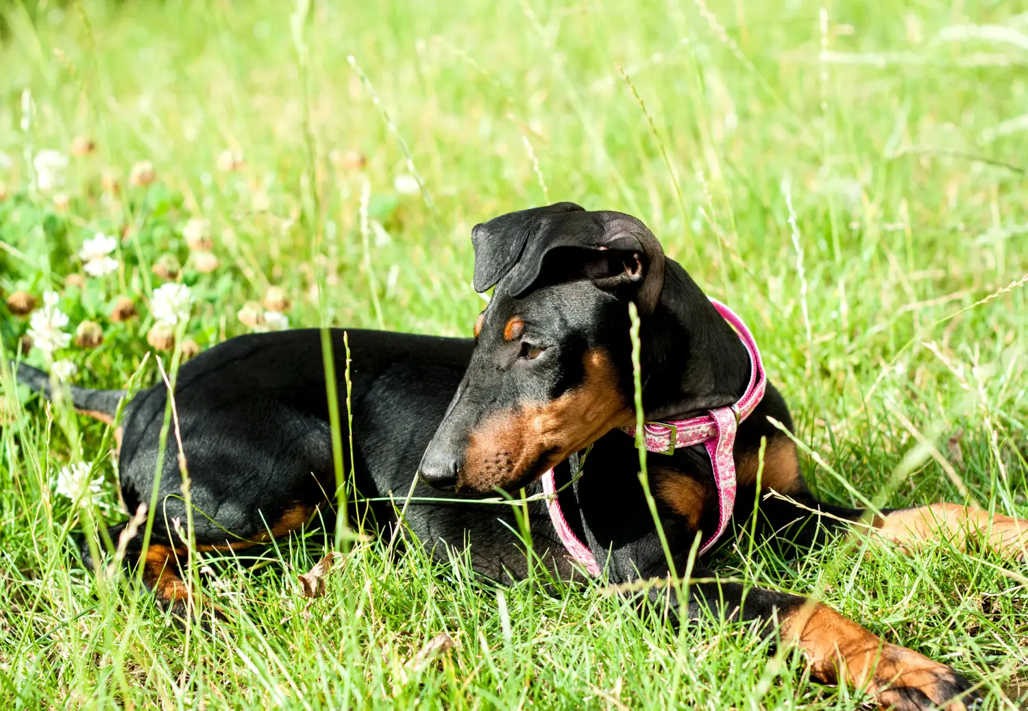 Buying a Manchester Terrier puppy means taking responsibility! Buy Manchester Terrier puppies.