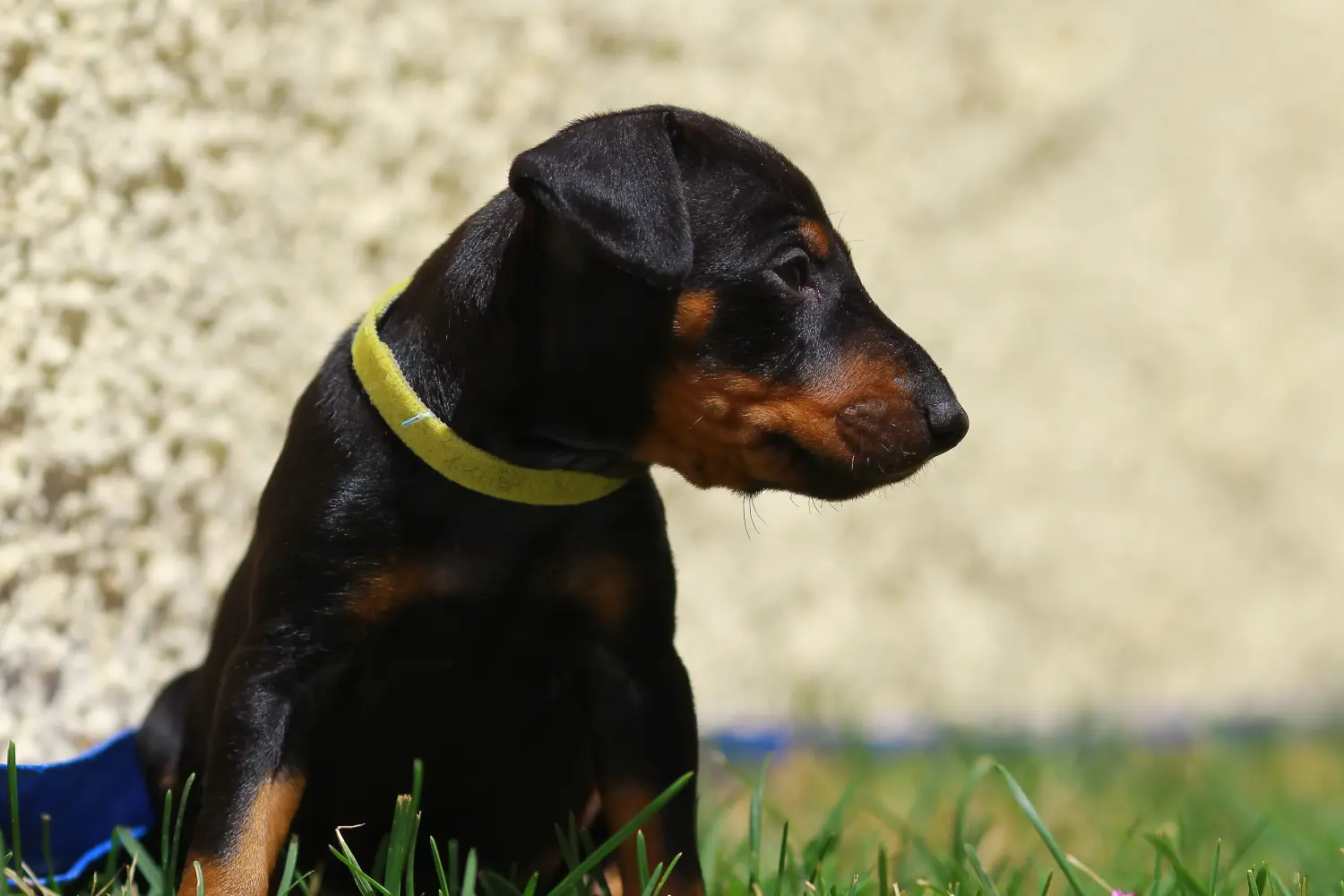 Buying a Manchester Terrier puppy means taking responsibility! Buy Manchester Terrier puppies.