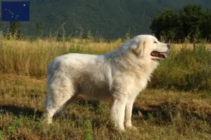 Read more about the article Maremma Abruzzi Sheepdog Breeder and Puppies in Alaska