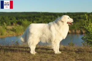 Read more about the article Maremma Abruzzese Sheepdog Breeders and Puppies in Iowa