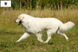 Read more about the article Maremma Abruzzese Sheepdog Breeders and Puppies in Massachusetts