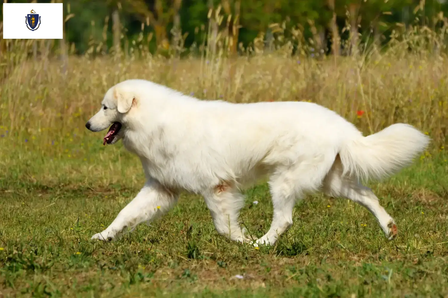 Maremma Abruzzo Sheepdog puppies and breeders Massachusetts Find Maremma Abruzzi Sheepdog breeders in Massachusetts.