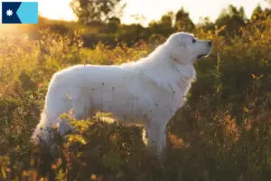 Read more about the article Maremma Abruzzese Sheepdog Breeders and Puppies in Minnesota