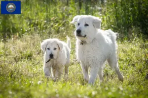 Read more about the article Maremma Abruzzese Sheepdog Breeders and Puppies in New Hampshire