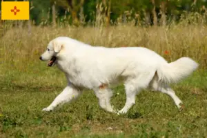 Read more about the article Maremma Abruzzese Sheepdog Breeder and Puppies in New Mexico