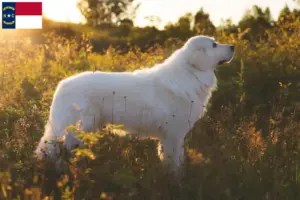 Read more about the article Maremma Abruzzese Sheepdog Breeders and Puppies in North Carolina