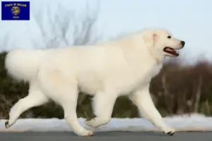 Read more about the article Maremma Abruzzese Sheepdog Breeders and Puppies in Oregon