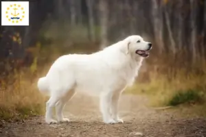 Read more about the article Maremma Abruzzi Sheepdog Breeders and Puppies in Rhode Island