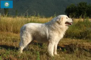 Read more about the article Maremma Abruzzi Sheepdog Breeders and Puppies in South Dakota