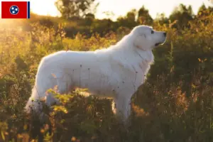 Read more about the article Maremma Abruzzese Sheepdog Breeder and Puppies in Tennessee
