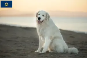 Read more about the article Maremma Abruzzese Sheepdog Breeders and Puppies in Vermont