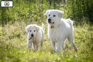 Read more about the article Maremma Abruzzi Sheepdog Breeders and Puppies in West Virginia