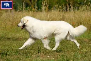 Read more about the article Maremma Abruzzi Sheepdog Breeders and Puppies in Wyoming