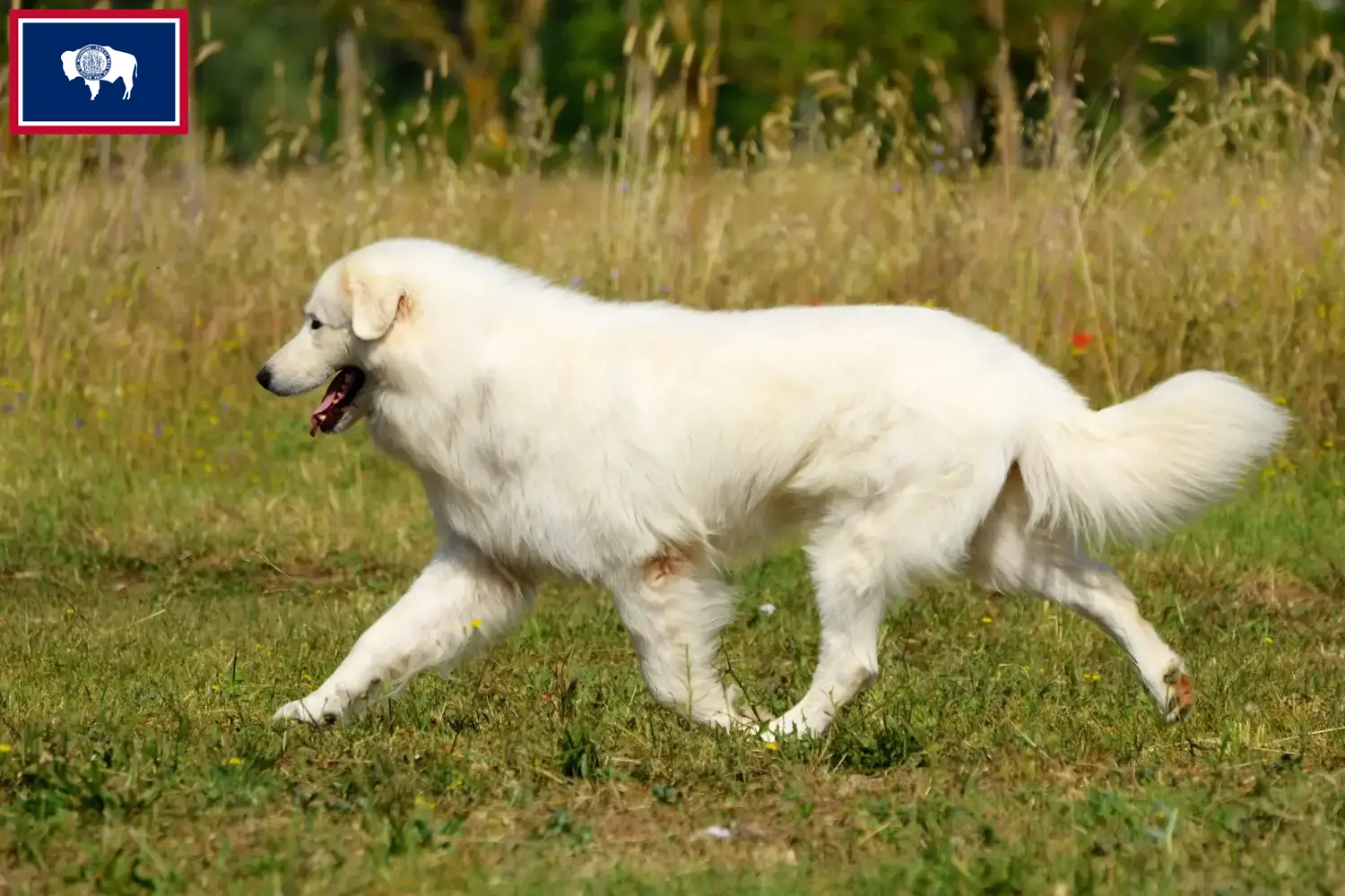 Maremma Abruzzo Sheepdog puppies and breeders Wyoming Find Maremma Abruzzi Sheepdog breeders in Wyoming.