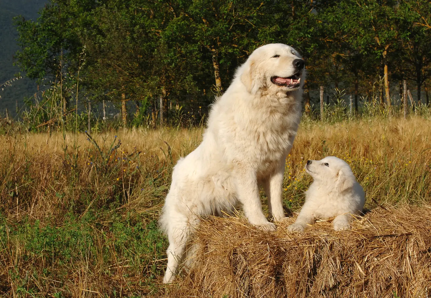 Buying a Maremma Abruzzo Sheepdog puppy means taking responsibility! Buy Maremma Abruzzo Sheepdog puppies.