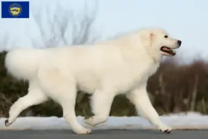 Read more about the article Maremma Abruzzi Sheepdog Breeders and Puppies in Nebraska