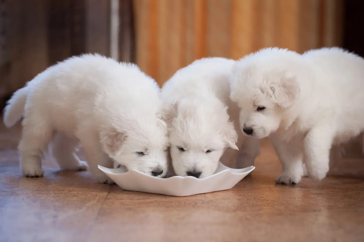 Buying a Maremma Abruzzo Sheepdog puppy means taking responsibility! Buy Maremma Abruzzo Sheepdog puppies.