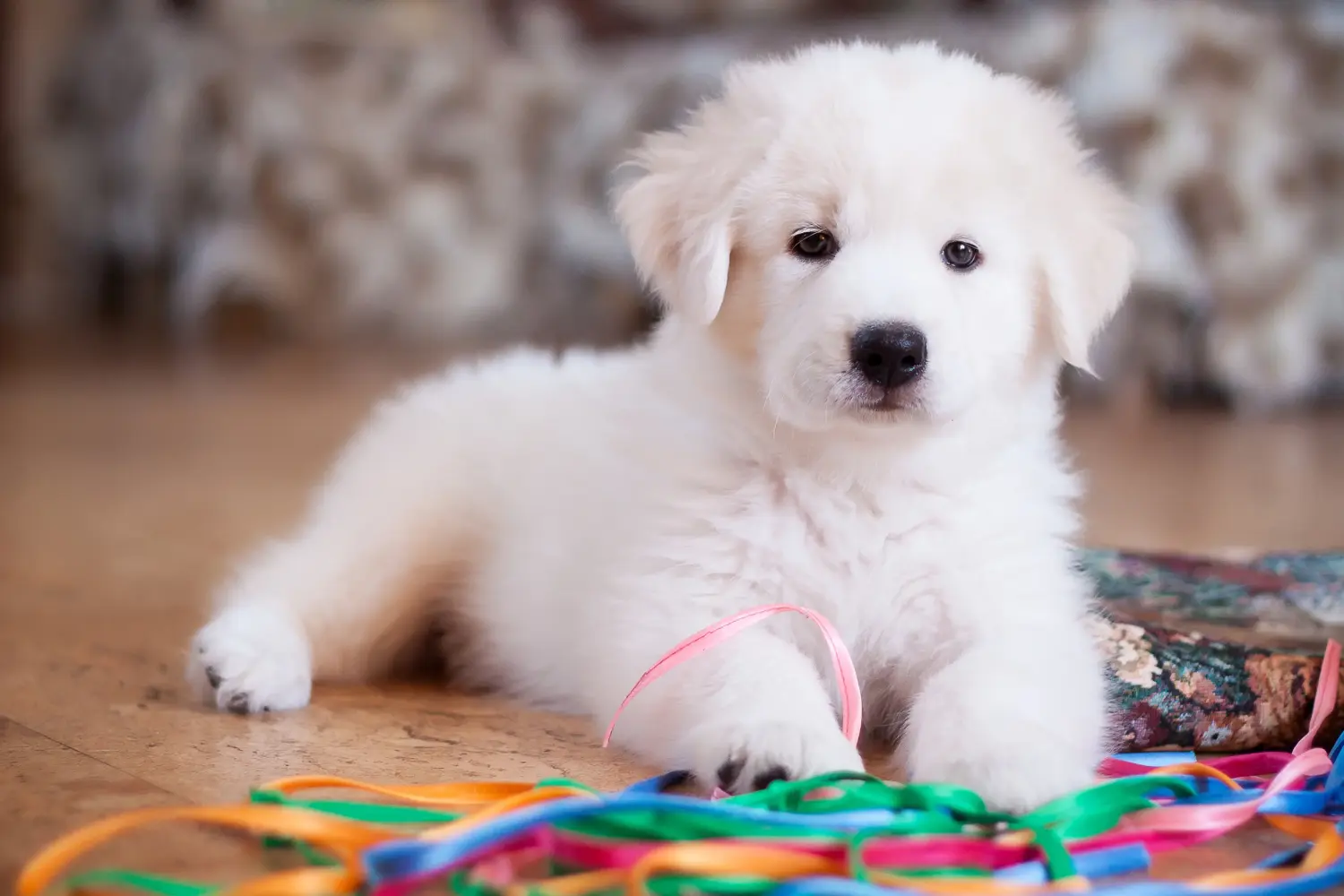 Buying a Maremma Abruzzo Sheepdog puppy means taking responsibility! Buy Maremma Abruzzo Sheepdog puppies.