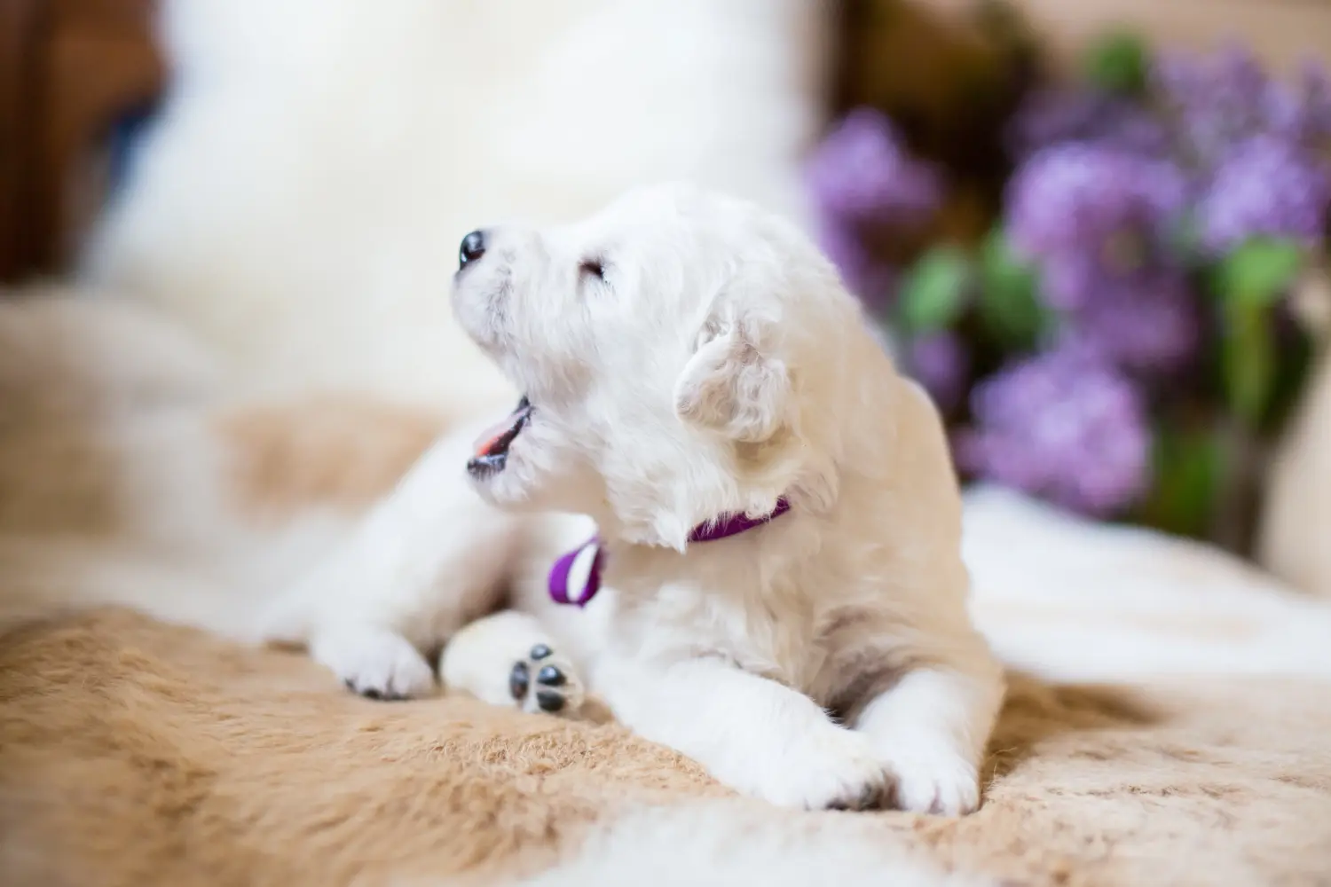 Buying a Maremma Abruzzo Sheepdog puppy means taking responsibility! Buy Maremma Abruzzo Sheepdog puppies.