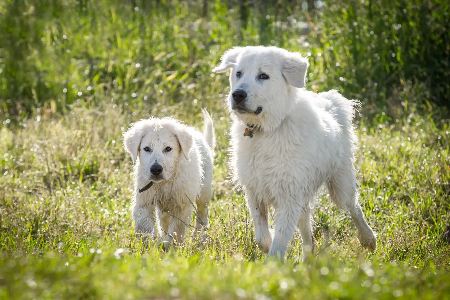 Buying a Maremma Abruzzo Sheepdog puppy means taking responsibility! Buy Maremma Abruzzo Sheepdog puppies.