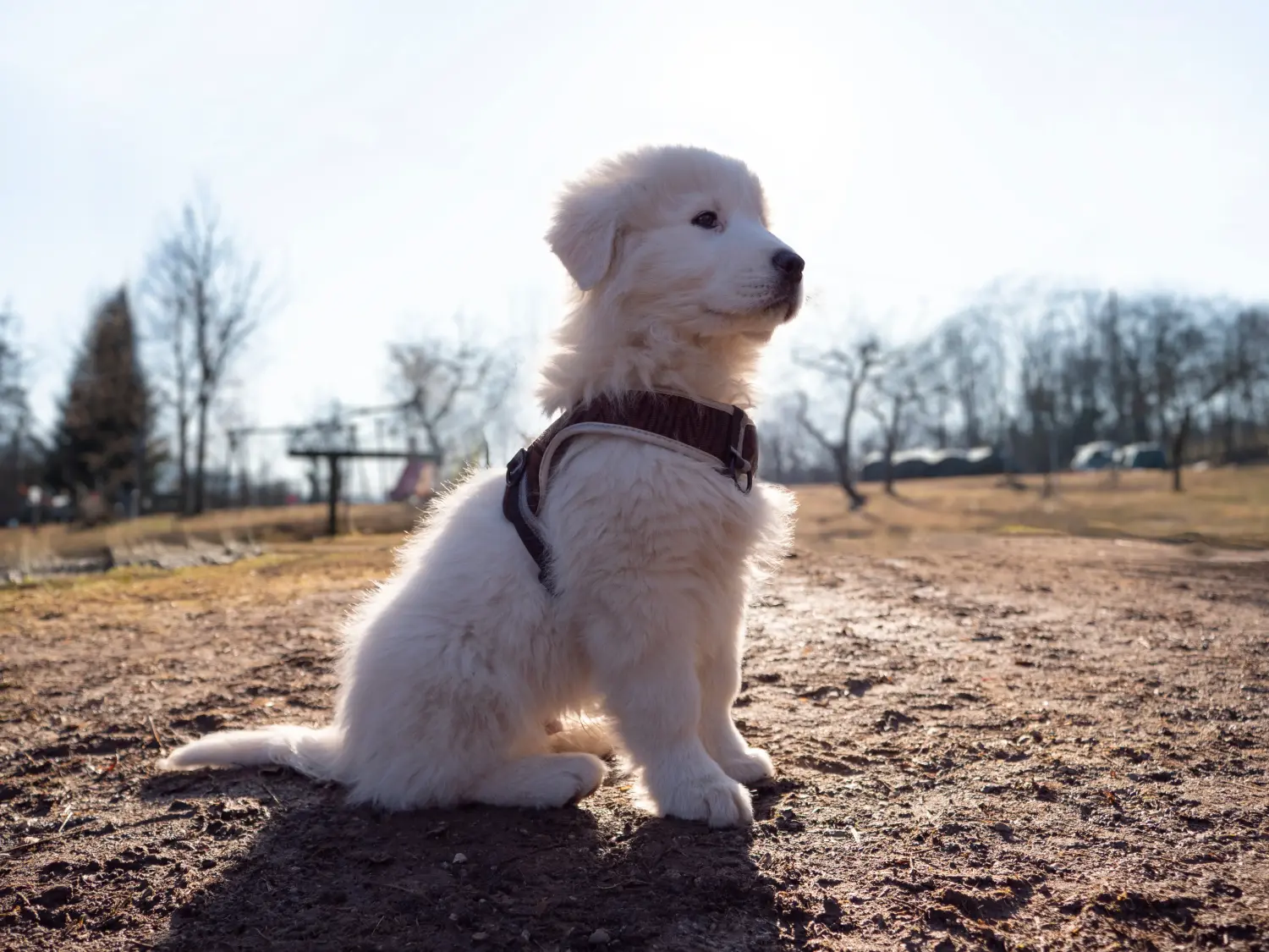 Buying a Maremma Abruzzo Sheepdog puppy means taking responsibility! Buy Maremma Abruzzo Sheepdog puppies.