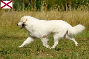 Read more about the article Maremma-Abruzzese Sheepdog Breeder and Puppies in Alabama