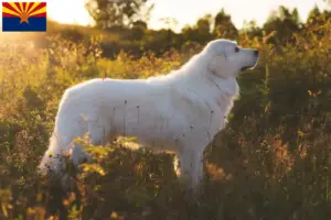 Read more about the article Maremma Abruzzo Sheepdog Breeder and Puppies in Arizona