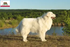 Read more about the article Maremma Abruzzo Sheepdog breeders and puppies in California