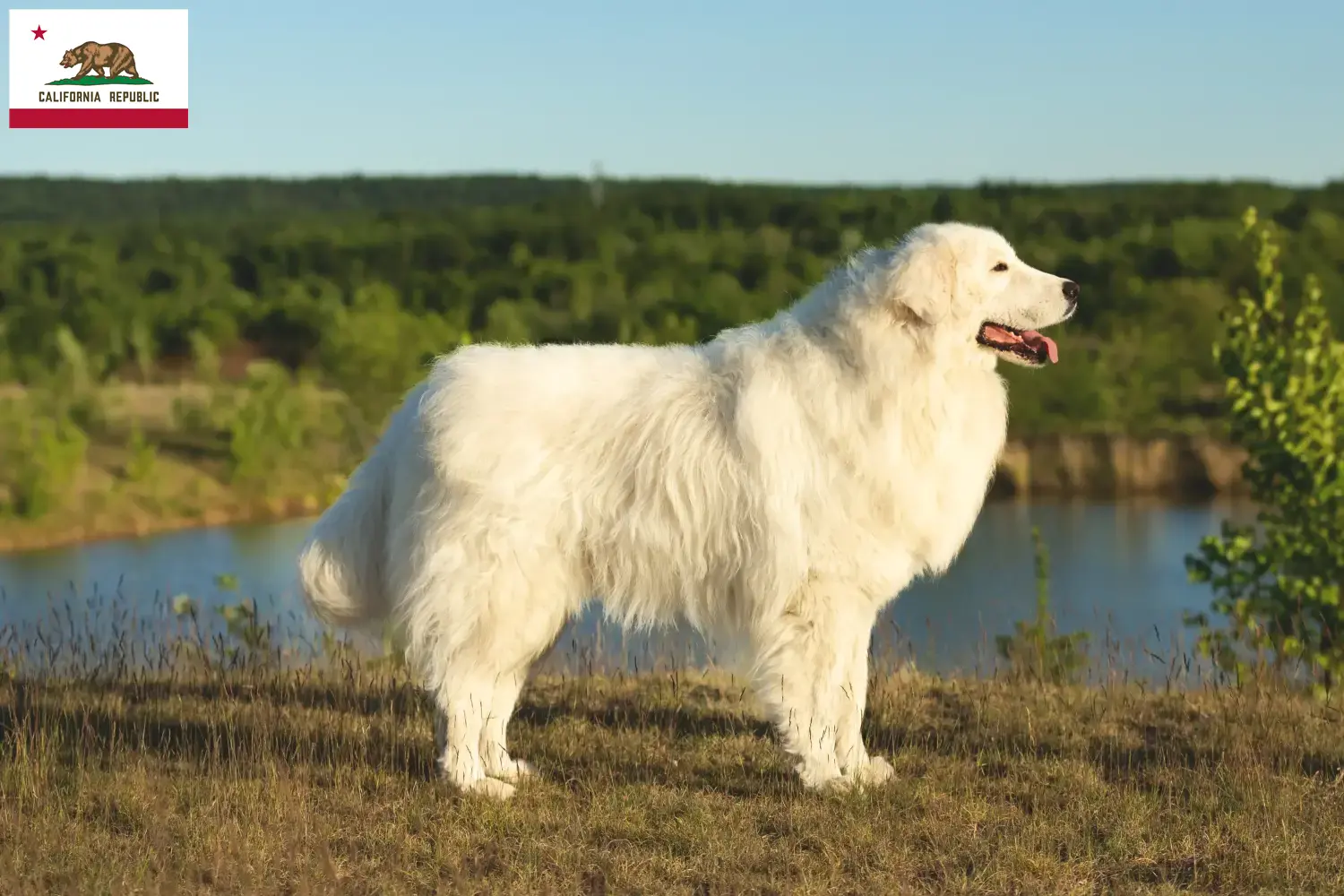 Maremma Abruzzo Sheepdog puppies and breeder California Find Maremma Abruzzi Sheepdog breeders in California.