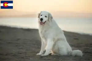 Read more about the article Maremma Abruzzese Sheepdog Breeders and Puppies in Colorado