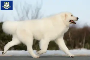 Read more about the article Maremma Abruzzi Sheepdog Breeders and Puppies in Connecticut
