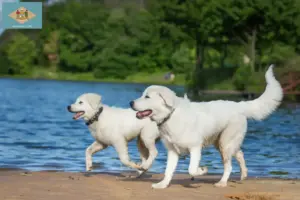 Read more about the article Maremma Abruzzi Sheepdog Breeder and Puppies in Delaware