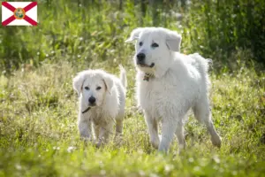 Read more about the article Maremma Abruzzo Sheepdog Breeder and Puppies in Florida