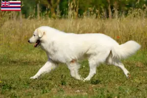 Read more about the article Maremma Abruzzo Sheepdog Breeder and Puppies in Hawaii