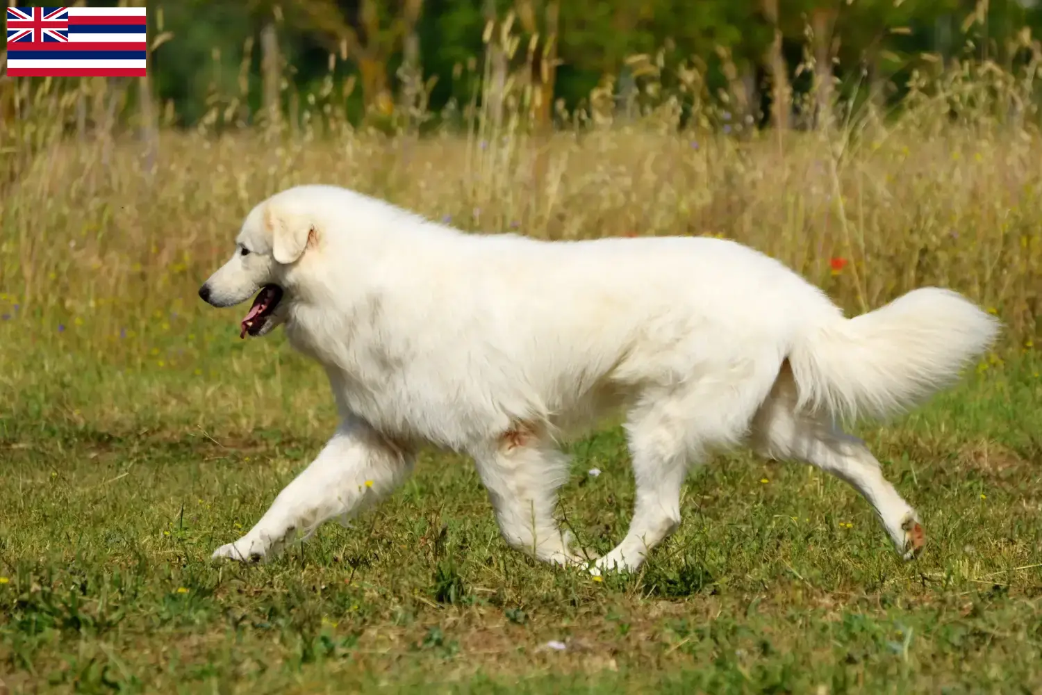 Maremma Abruzzo Sheepdog puppies and breeders Hawaii Find Maremma Abruzzi Sheepdog breeders in Hawaii.