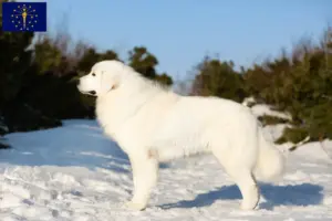 Read more about the article Maremma Abruzzo Sheepdog Breeder and Puppies in Indiana