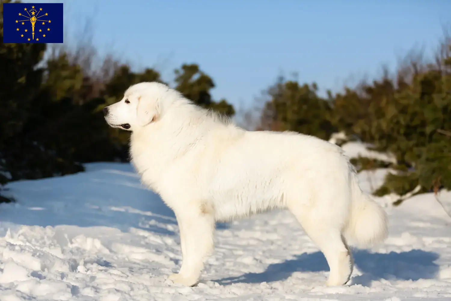 Maremma Abruzzo Sheepdog puppies and breeder Indiana Find Maremma Abruzzi Sheepdog breeders in Indiana.