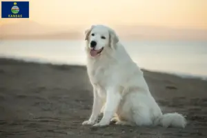 Read more about the article Maremma Abruzzi Sheepdog Breeder and Puppies in Kansas