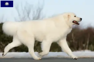 Read more about the article Maremma-Abruzzese Sheepdog breeders and puppies in Kentucky