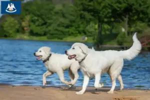 Read more about the article Maremma Abruzzo Sheepdog Breeder and Puppies in Louisiana