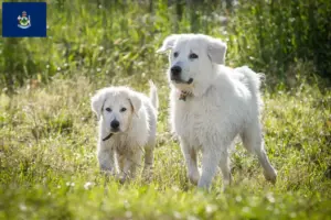 Read more about the article Maremma Abruzzo Sheepdog breeders and puppies in Maine