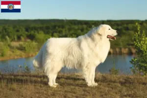 Read more about the article Maremma Abruzzi Sheepdog Breeders and Puppies in Missouri