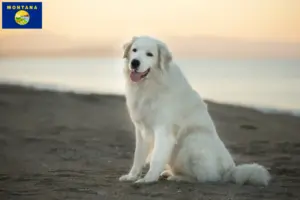 Read more about the article Maremma Abruzzo Sheepdog breeders and puppies in Montana