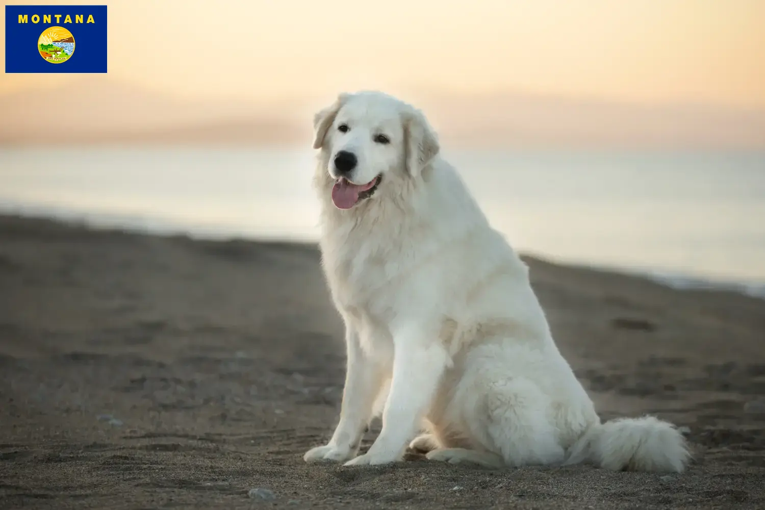 Read more about the article Maremma Abruzzo Sheepdog breeders and puppies in Montana